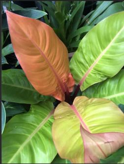 Diseased philodendron brasil plant