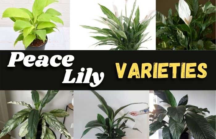 9 Most popular Peace Lily Varieties with pictures & details