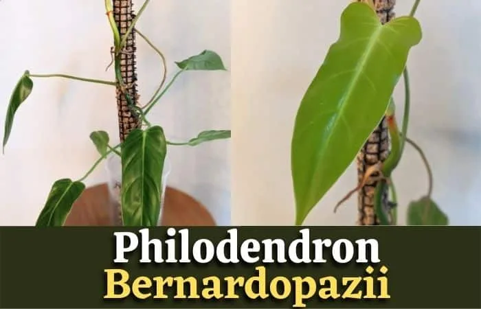 Philodendron Bernardopazii