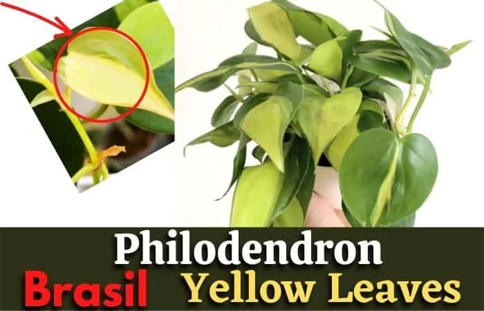 Philodendron Brasil Leaves Turning Yellow