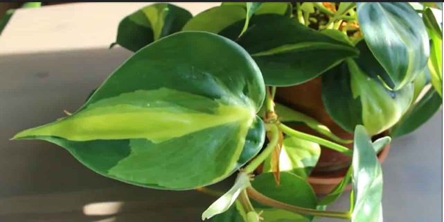 Philodendron brasil normal leaf