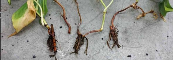 Root rot problem of philodendron brasil