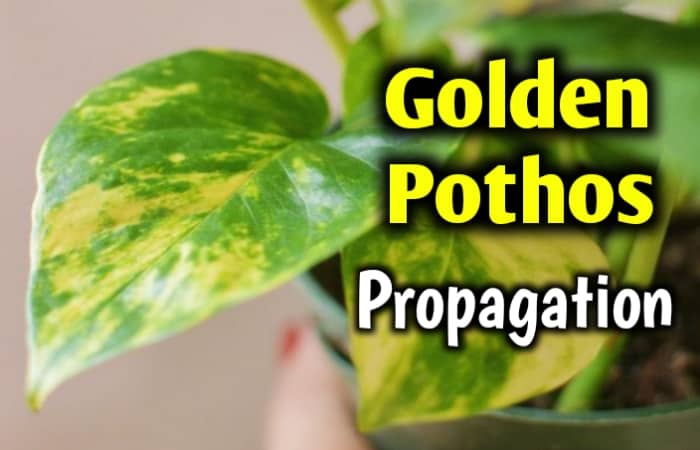 Golden Pothos Propagation
