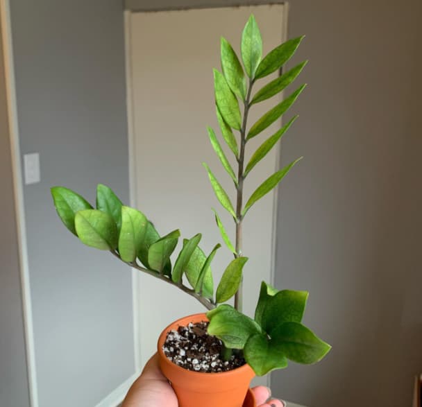 Akebono zz plant