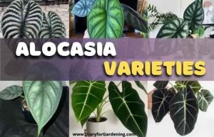 Alocasia Varieties