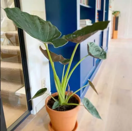 Alocasia Wentii