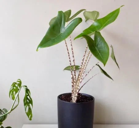 Alocasia Zebrina