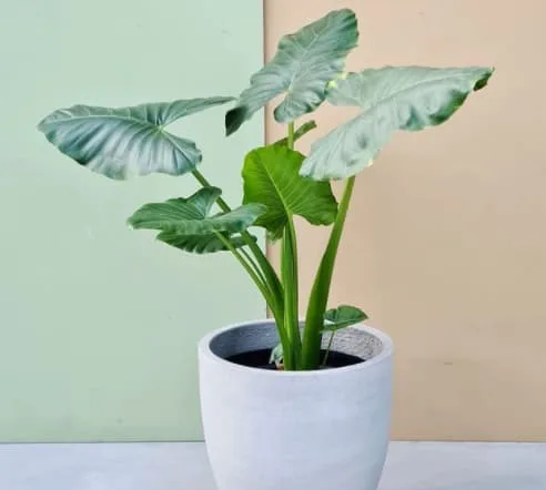 Alocasia macrorrhizos Giant Taro