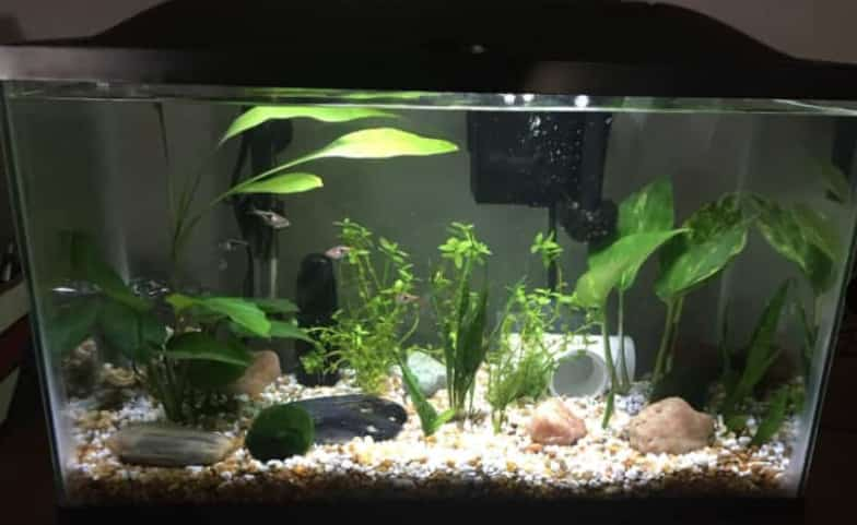 Benefits in aquarium