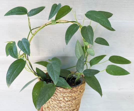 Cebu blue pothos