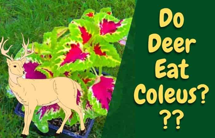 Do Deer Eat Coleus? [!Fun Facts Explained]