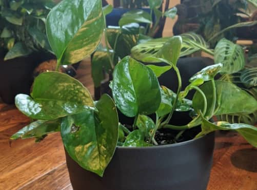 Global green pothos