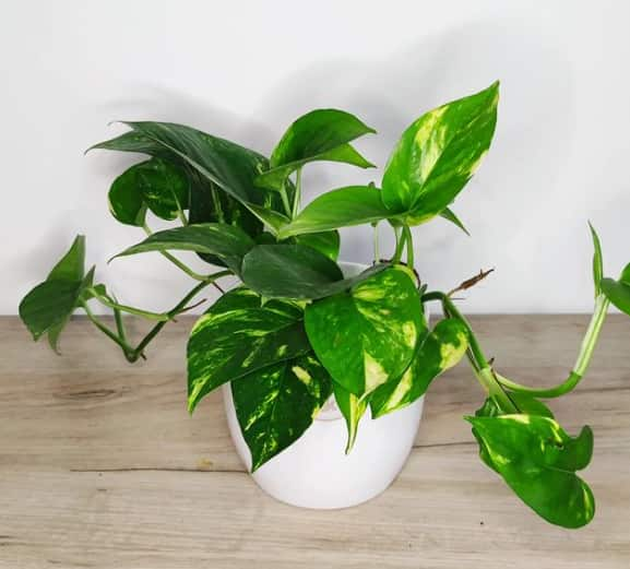 Golden Pothos