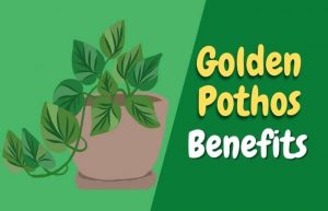 Golden Pothos Benefits