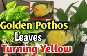Golden Pothos Leaves Turning Yellow