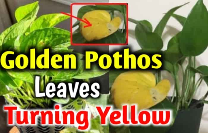 Why are My Golden Pothos Leaves Turning Yellow? – [!Fix Now]