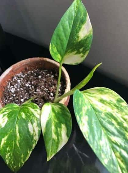 Golden Pothos grow in soil medium