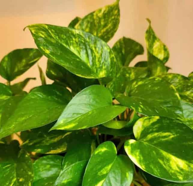 Golden Pothos