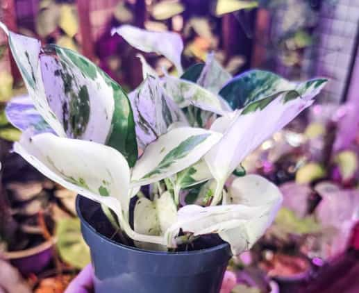 Harlequin pothos