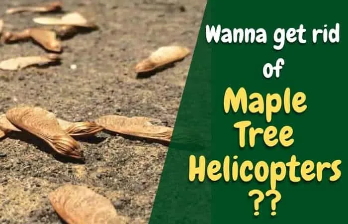 How to get rid of Maple Tree Helicopters