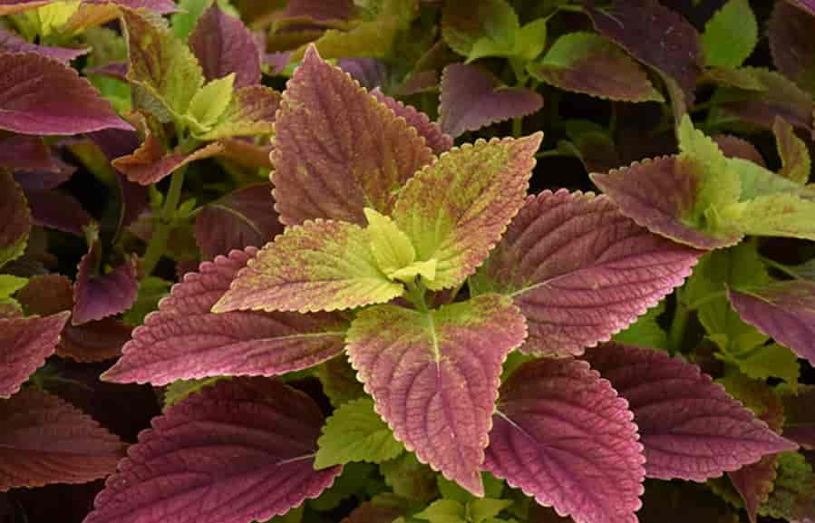 Coleus benefits