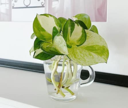 Manjula Pothos