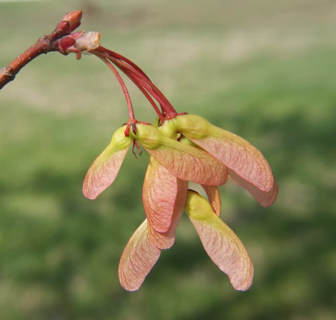 How To Get Rid Of Maple Tree Helicopters? [!Explained]