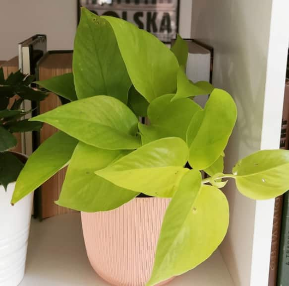 Neon pothos