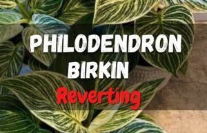 Philodendron Birkin Reverting