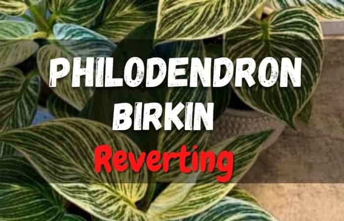 Why is My Philodendron Birkin Reverting? [Solutions & Causes]