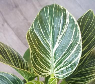 Philodendron birkin leaf