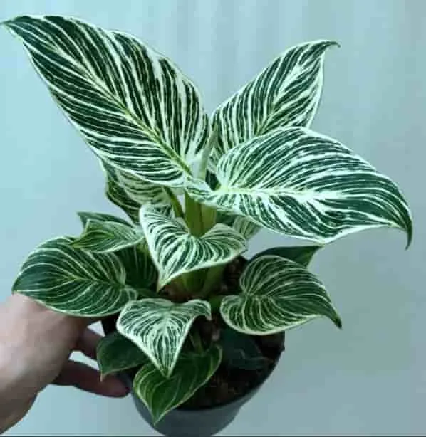 Philodendron birkin plant