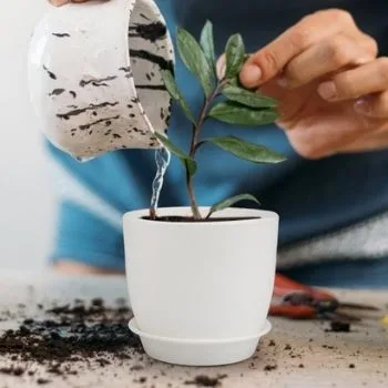 Plastic Planter