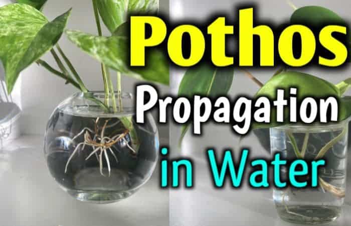 Pothos Propagation in Water