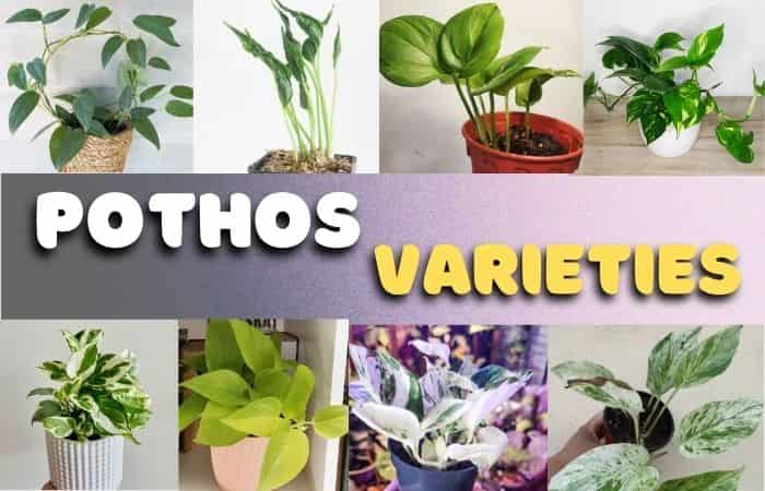 Pothos Varieties: 25 Pothos Types with pictures & details