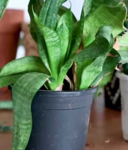 snake plant wilting