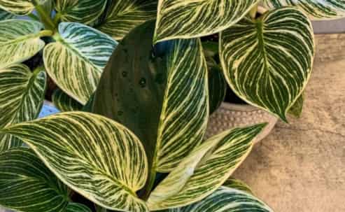 Reverted green leaf of Philodendron birkin