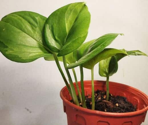 Reverted manjula pothos