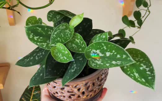 Silver satin pothos