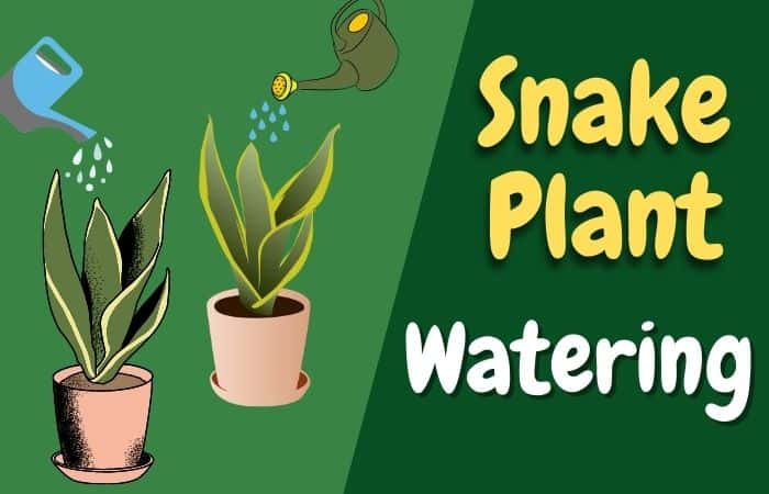 Snake plant watering schedule – [Quantity, Time, Interval]