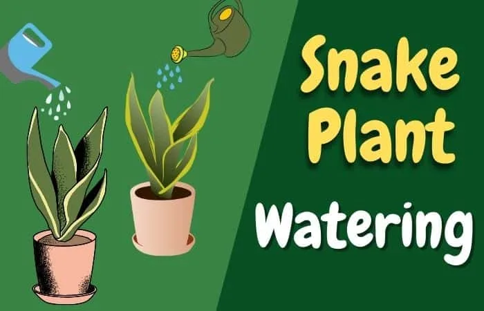 Snake Plant Watering