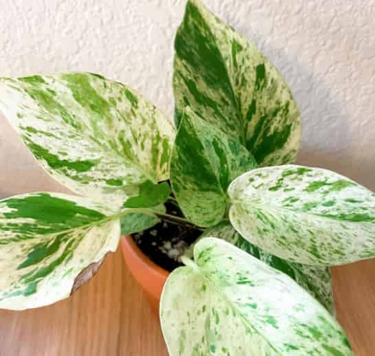 Snow queen pothos