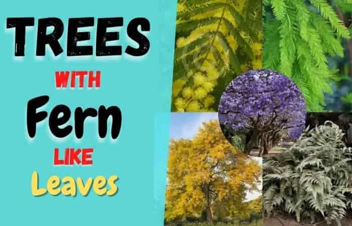 Trees with fern like Leaves