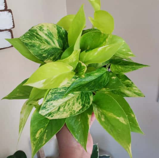 Variegated neon Pothos