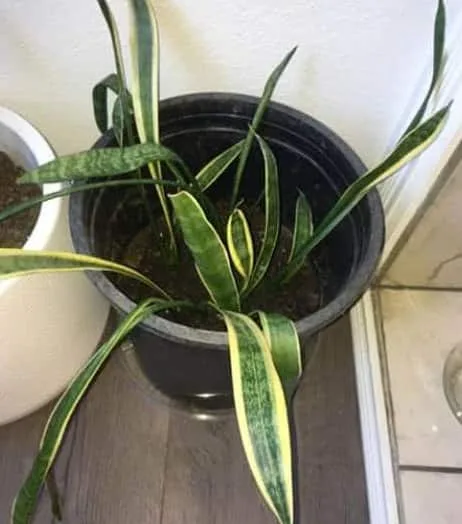 Weak snake plant