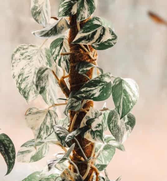 White variegated pothos