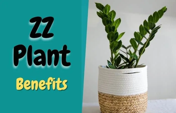 ZZ Plant Benefits