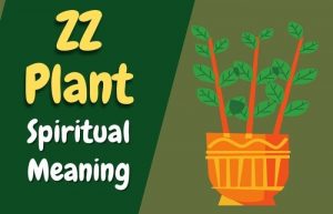ZZ Plant Spiritual Meaning