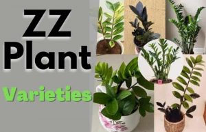 ZZ Plant Varieties