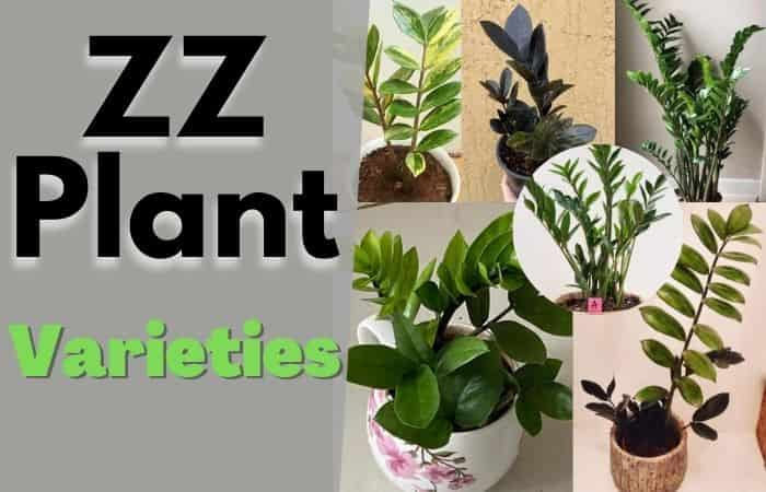 10 Rare ZZ plant varieties with pictures & details